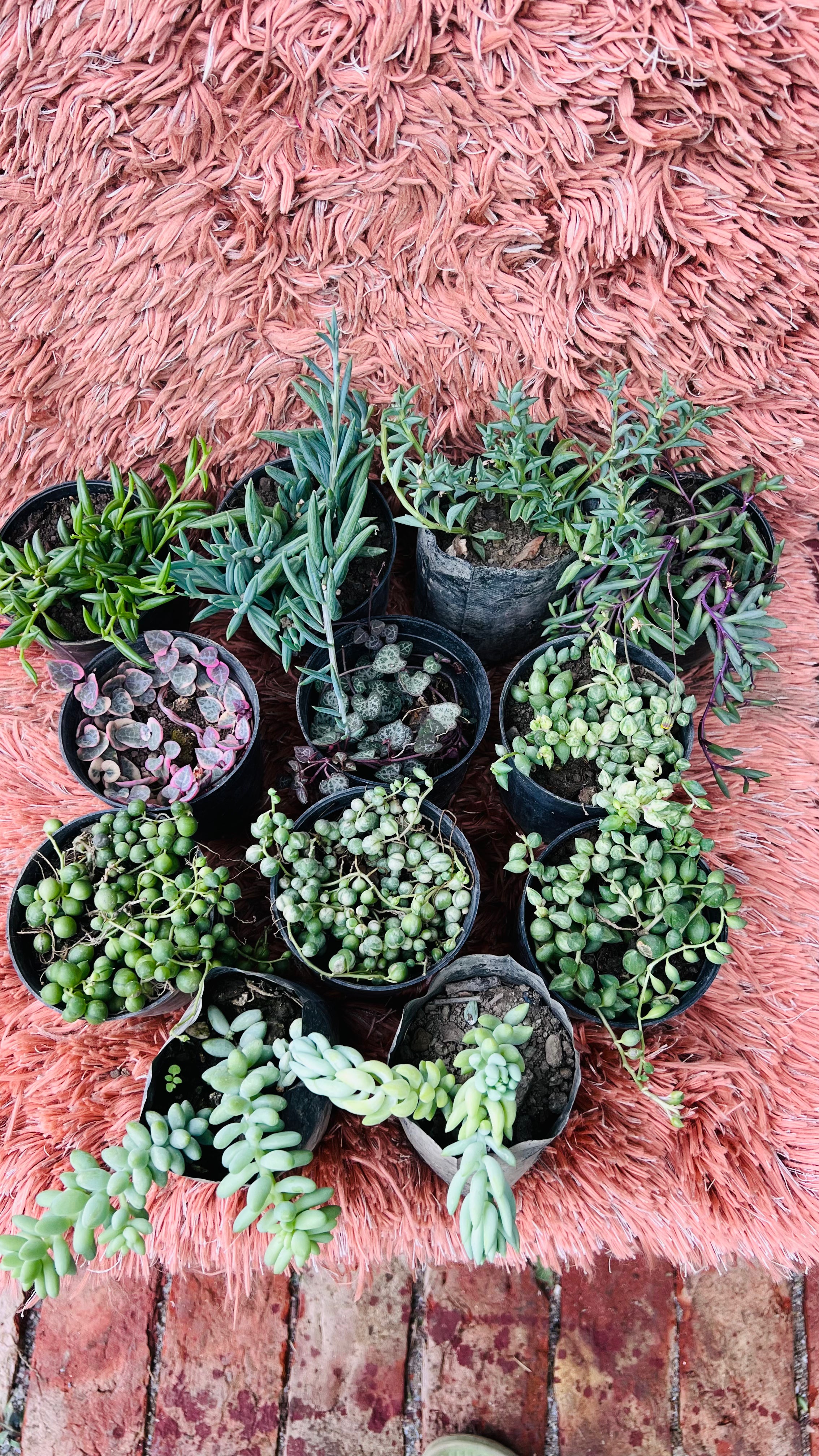 Hanging Succulents Combo of 12 – Trailing Plant Collection