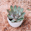 Echeveria Colorata in white ceramic pot – top down