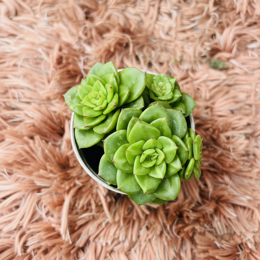 Echeveria Green Multi Rosette in white ceramic pot – overhead