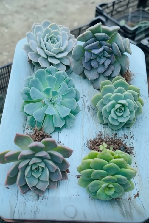 6 Blue-Grey Echeveria Combo Top View