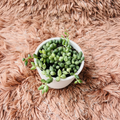 Variegated String of Tears in white ceramic pot on pink fur background – top down view