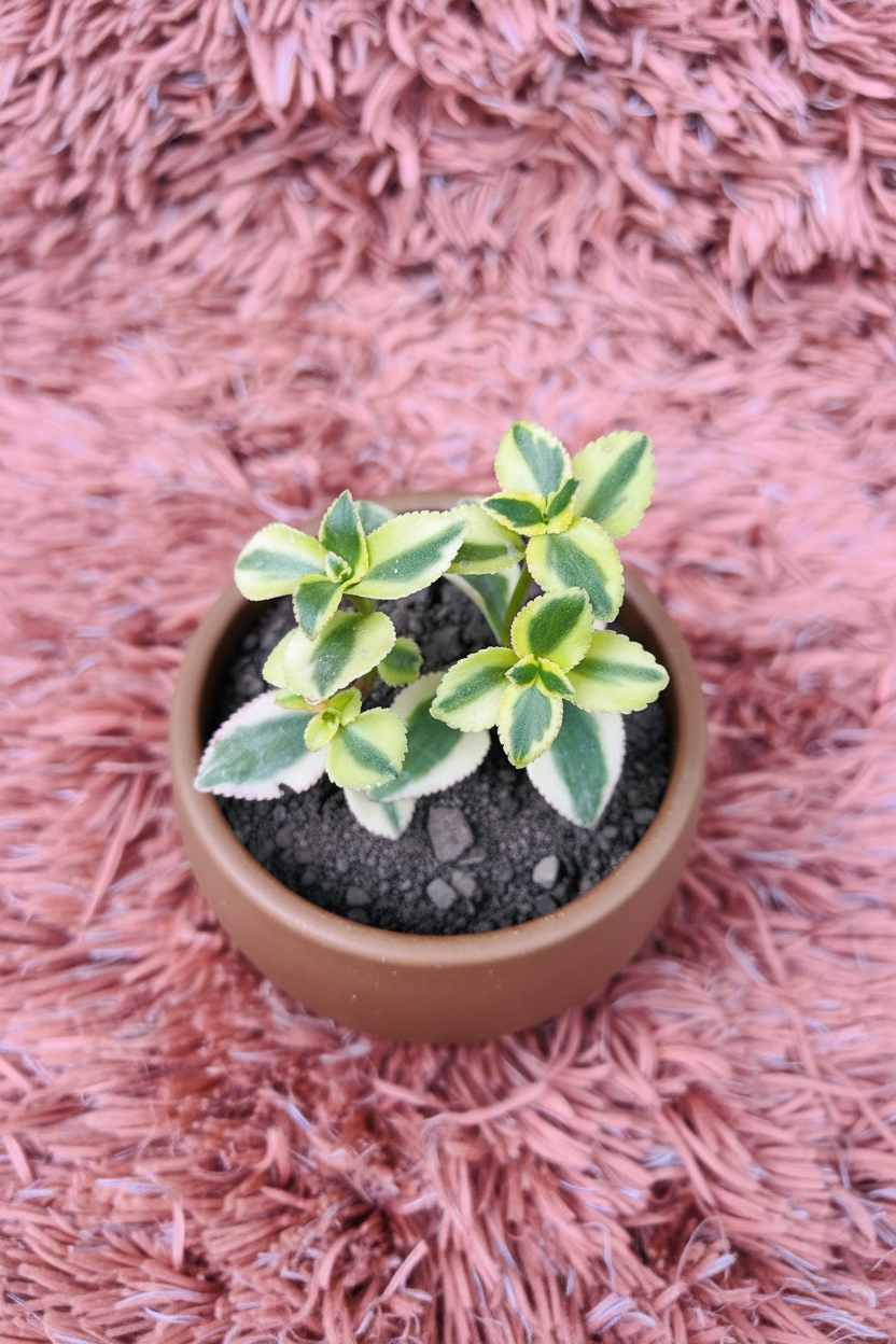 Euphorbia Milii Variegated in Ceramic Brown Pot - Side View