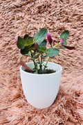 Kalanchoe fedtschenkoi front elevated view in white ceramic pot