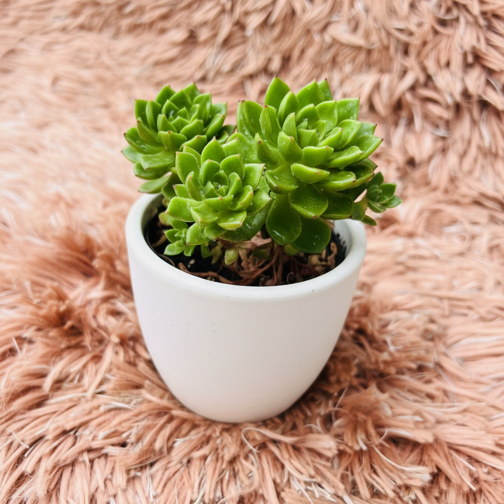Echeveria Prolifica triple rosette cluster in white ceramic pot on pink fur background – three quarter view