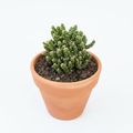 Mammillaria Prolifera cluster cactus with white spines