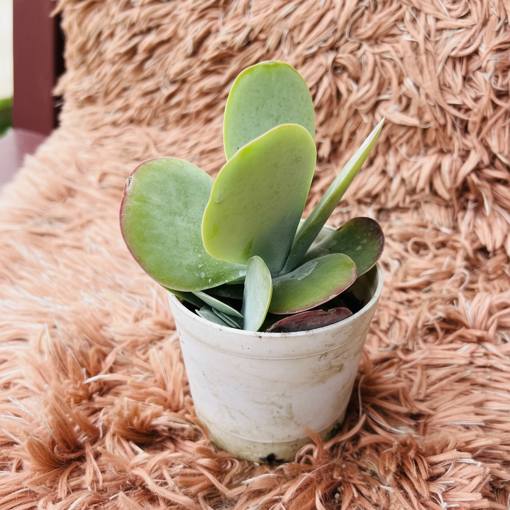 Paddle Plant Flapjack succulent in white ceramic pot on pink fur background – three quarter view