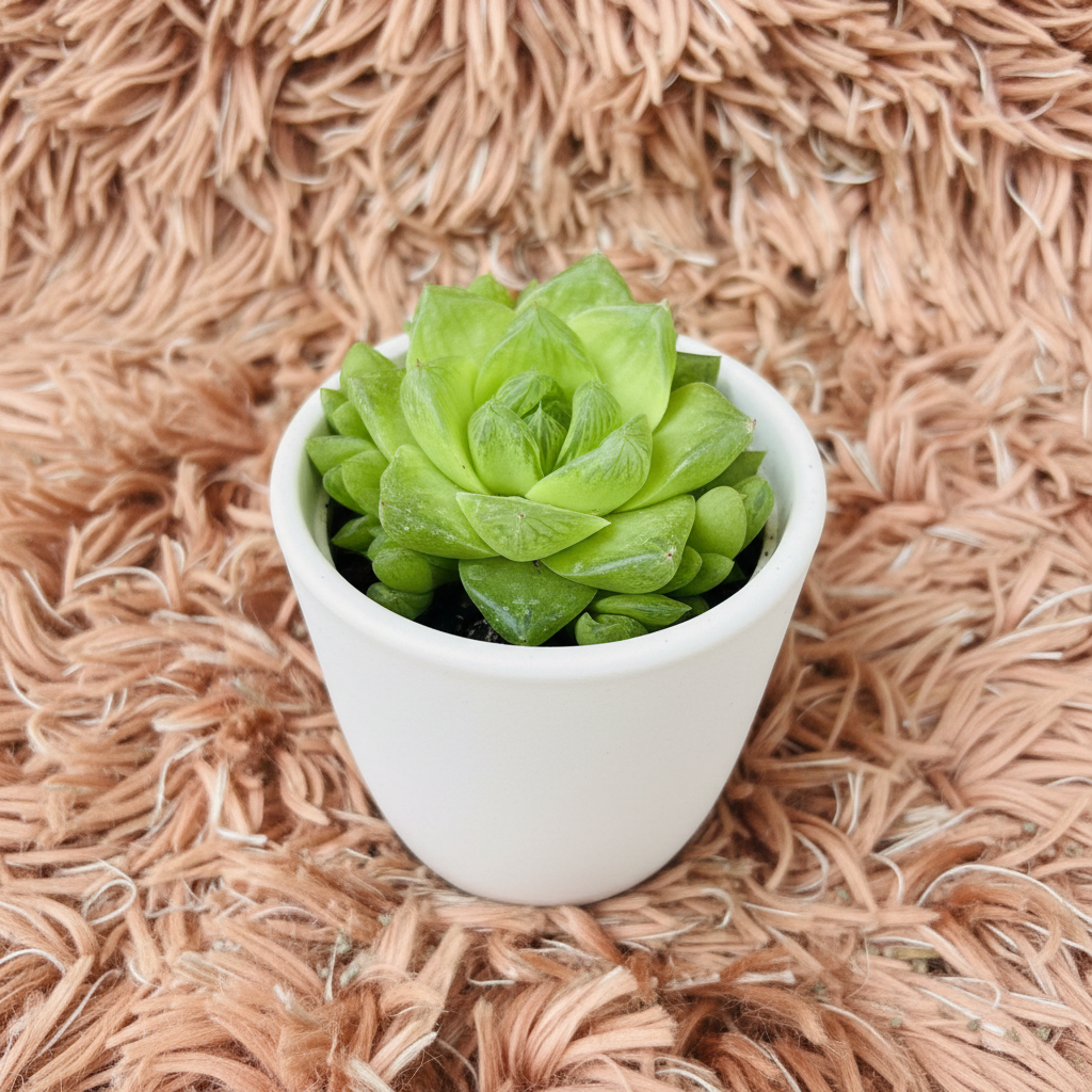 Haworthia Cooperi succulent in white ceramic pot on pink fur background – three quarter view