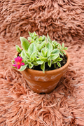 Baby Sun Rose Aptenia Cordifolia in terracotta pot with pink flower - top view