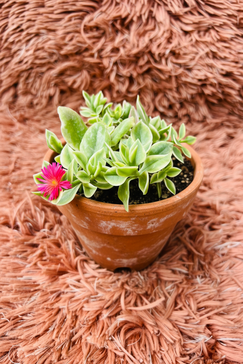 Baby Sun Rose – Aptenia Cordifolia Succulent - Rp Floritech