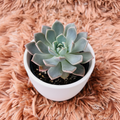 Echeveria Pulidonis in white ceramic pot – top down