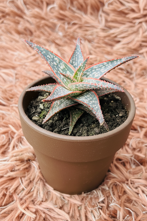 Aloe Aristata Lace Aloe in Ceramic Brown Pot - Side View