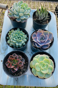 6 Potted Succulents Combo Angled View