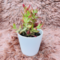 Crassula Red Campfire in white ceramic pot – side angle