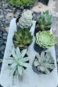 6 Plants Combo Angled View
