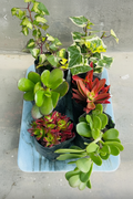 6 Mixed Plants Combo Angled View