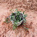 Ruby Necklace succulent in white ceramic pot on pink fur background – top down view