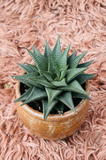 Haworthia Limifolia Fairy Washboard in Ceramic Brown Pot - Top View