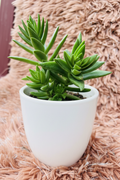 Crassula capitella Campfire green form front view in white ceramic pot on pink rug