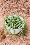 Variegated string of pearls top-down view in white ceramic pot on pink rug