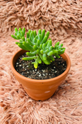 Sedum Rubrotinctum Jelly Bean Plant in terracotta pot - pink rug background top view