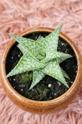 Aloe Brevifolia in Ceramic Brown Pot - Top View