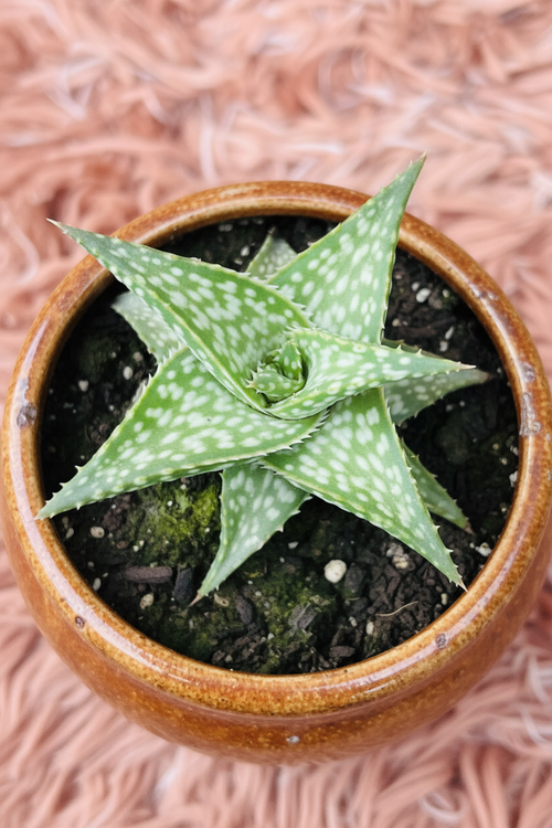 Aloe Brevifolia in Ceramic Brown Pot - Top View