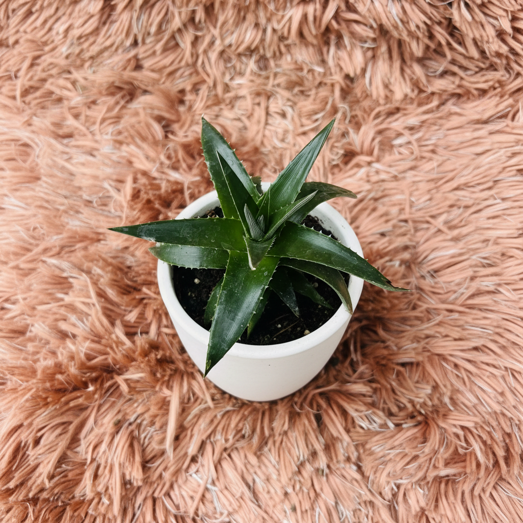 Dyckia Star Bromeliad in white ceramic pot on pink fur background – top down view