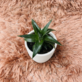 Dyckia Star Bromeliad in white ceramic pot on pink fur background – top down view
