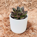 Echeveria Vishnu Kamal in white ceramic pot – side angle