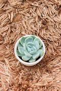 Echeveria subsessilis Morning Beauty top-down view in white ceramic pot on pink rug