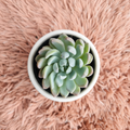 Echeveria Mebina dome rosette in white ceramic pot on pink fur background – top down view