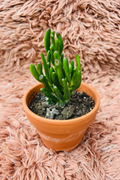 Crassula Gollum Hobbit Jade in terracotta pot - pink rug background top view