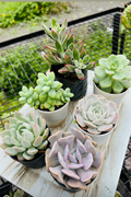 6 Premium Plants Combo with Purple Pachyveria