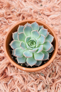 Echeveria Orion in terracotta pot - top view pink rug background
