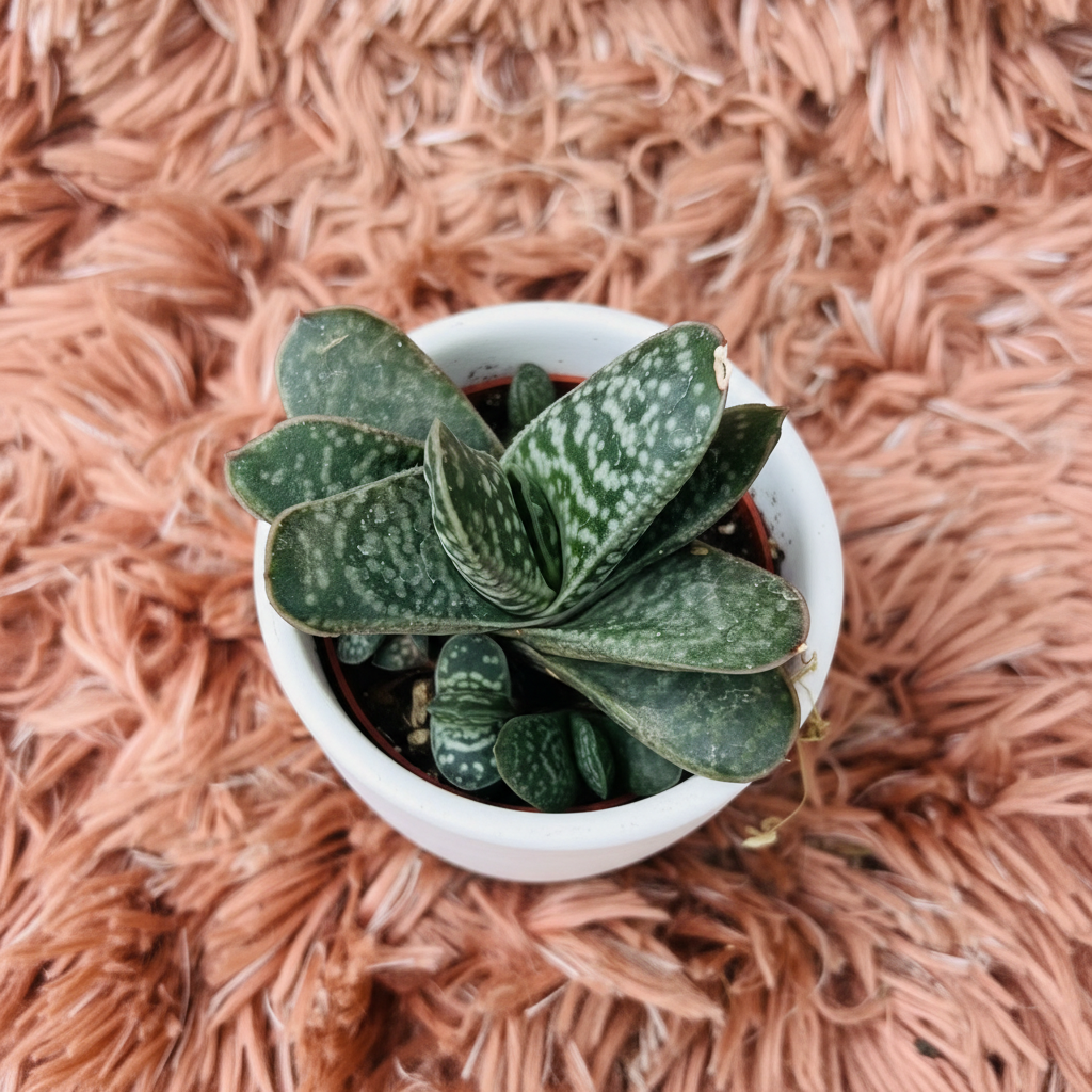 Gasteria Little Warty succulent in white ceramic pot on pink fur background – top down view