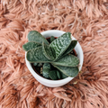 Gasteria Little Warty succulent in white ceramic pot on pink fur background – top down view