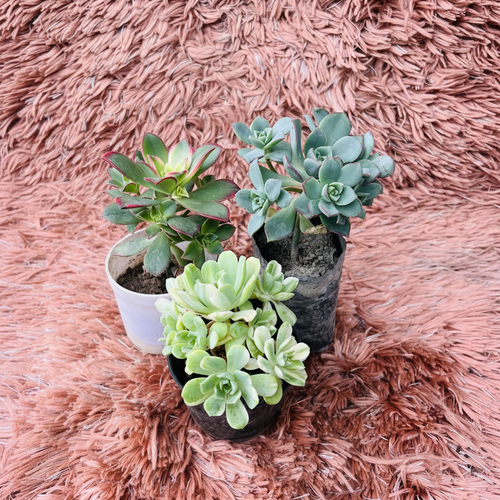 Aeonium Set of 3 – White Ceramic Pot Photo 2