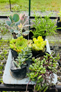 6 Plants Combo with Trailing Succulents and Watch Chain