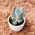 Pachyphytum Oviferum Moonstone in white ceramic pot – top down