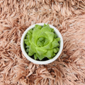 Haworthia Cooperi succulent in white ceramic pot on pink fur background – top down view