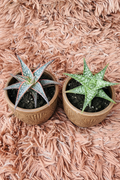 Aloe Aristata and Brevifolia Set in Ceramic Brown Pot - Top View