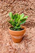 Crassula Ovata Jade Plant in terracotta pot - pink rug background top view