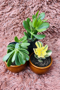 Crassula Succulent Set in Ceramic Brown Pot - Top View