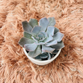 Echeveria Lilacina Ghost Echeveria in white ceramic pot on pink fur background – top down view