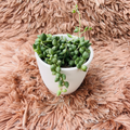 String of Tears succulent in white ceramic pot on pink fur background – front view