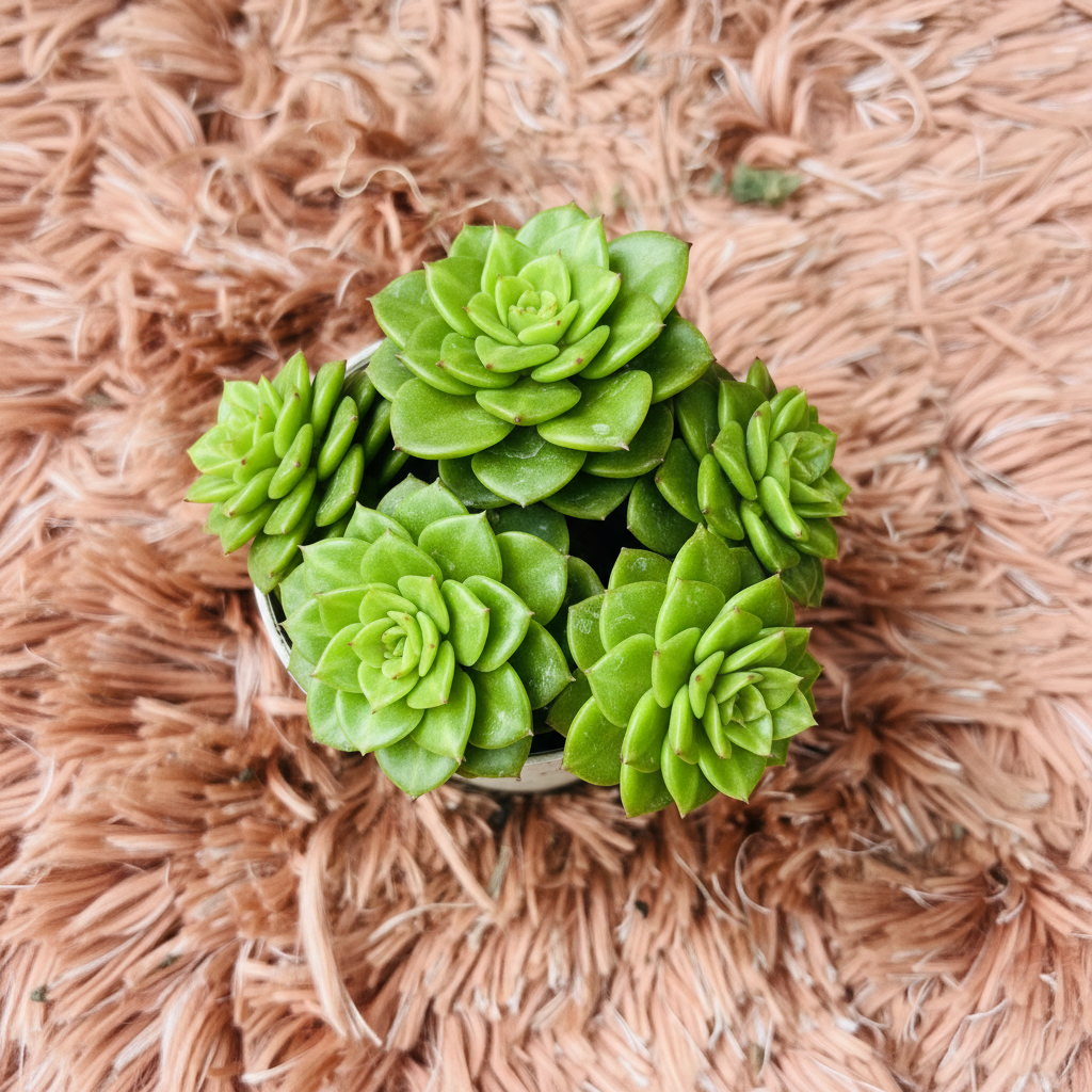 Echeveria Green Multi Rosette in white ceramic pot – top down