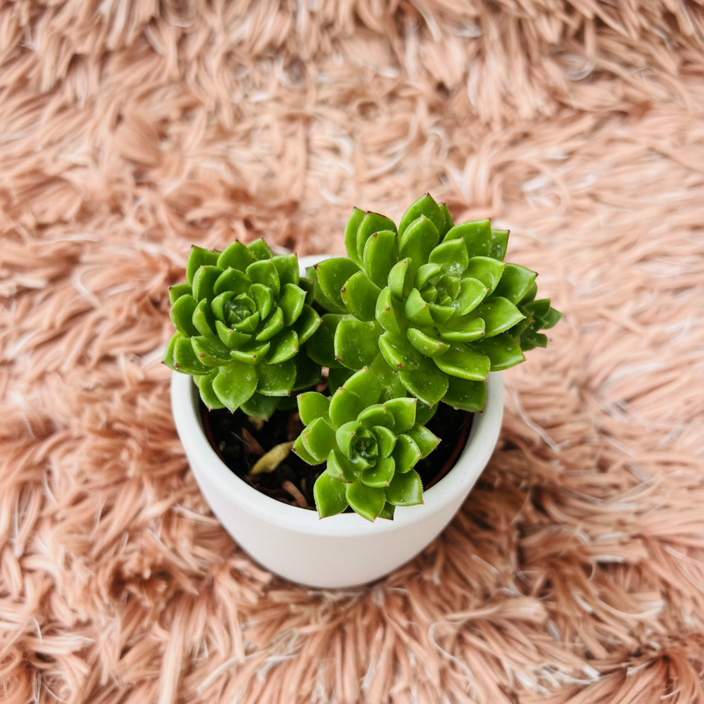 Echeveria Prolifica triple rosette cluster in white ceramic pot on pink fur background – top down view