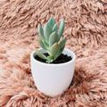 Pachyphytum Hookeri in white ceramic pot – side view
