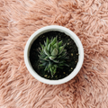 Haworthia Fasciata Zebra Plant in white ceramic pot on pink fur background – top down view