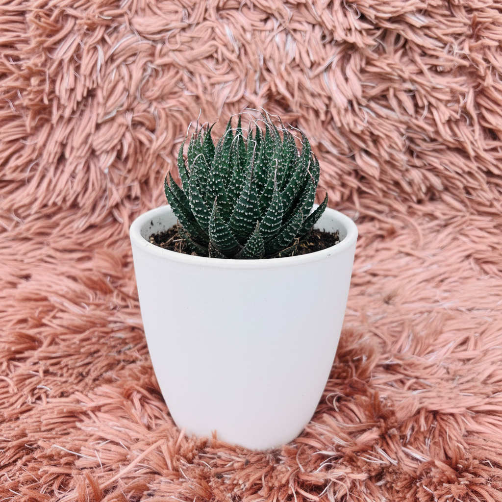 Haworthia Arachnoidea in white ceramic pot – side angle